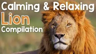 Calming and Relaxing Lion Compilation
