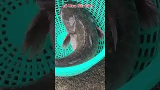 Lần đầu ti&ecirc;n thấy con c&aacute; Leo tự nhi&ecirc;n người ta bắt ở s&ocirc;ng La Ng&agrave;  c&acirc;n nặng hơn 5kg m&igrave;nh mua lu&ocirc;n.