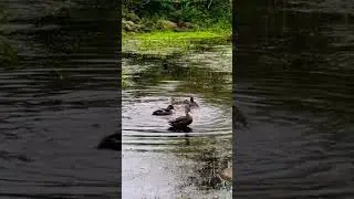 Several ducks are splashing around, and one lifts off. #nature #ducks #bird #wildlife #fun