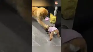 funny incidents with dogs #dog #incident #funny