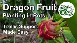 Dragon Fruit  Planting in Pots - Trellis Support Made Easy
