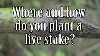 Live Stakes Final Training Video