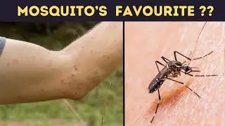 Why Do Mosquitoes Bite Some People More Than Others? The Surprising Science!