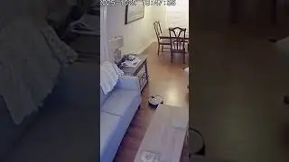 Roomba Kidnaps Dog in Living Room!