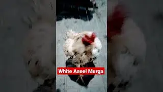 White Aseel Murga Price #shortsfeed #minizoo #shorts #aseel #olx #shortsfeed #youtubeshorts