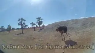 Safari Zoo Sa Coma, Spain, Mallorca (was shot by Xiaomi Yi Sport White Basic Edition)