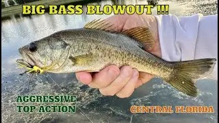 Fly Fishing for Largemouth Bass BLOWOUT in Central Florida