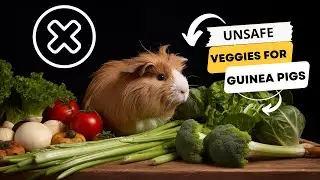 What Vegetables Can Guinea Pigs Not Eat?