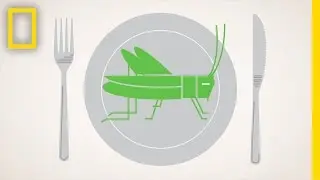 Should We Eat More Bugs? | National Geographic