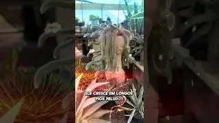 CACTO RABO DE MACACO - O MAIS EX&Oacute;TICO DO MUNDO! #plantas #jardimemcasa #cactos