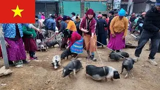 Explore the Market – Animal Trading at a Highland Market in Ha Giang