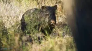 Cotulla Texas Whitetail Hunt