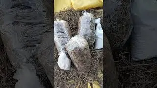 oyster mushroom bed packing training ##viralvideo