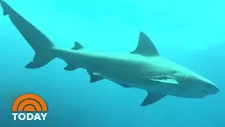 How To Have A Safe Shark Diving Experience | TODAY