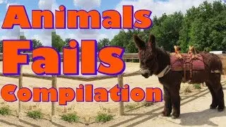 Animals Fails Compilation | Farm Animal Fails