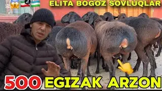 EGIZAKLAR TOZALARIDAN ARASHAN VA TÕXLI NAQ BÕĞOZLARIDAN KELDI SHOSHLING