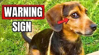 Can You Read Your Dog&rsquo;s Secret Signals? (#6 Is a Warning Sign)