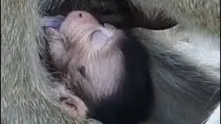 Poor Baby Delena Feeding & Sleeping No Milk | Jill Mother Catch Baby Drag By Shaley | Newborn Babies