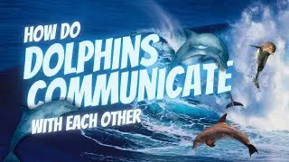 How do Dolphins Talk with Each Other #dolphin #sea #sealover #underwater #dolphins