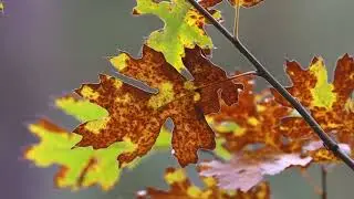 Licensed Tree Removal Service Near Me Cumming (770) 470-0481:  Safe And Reliable Tree Removal
