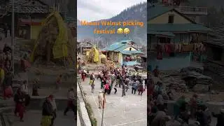 Manali, Himachal Pradesh, Walnut picking festival #manali #travel #shorts