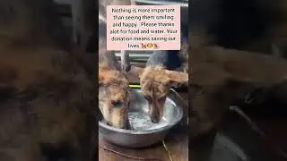 A simple hi is all we need to get dogs food #donatefoodforstrayanimals