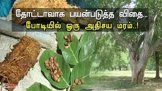 தோட்டாவாக பயன்படுத்த விதை... போடியில் ஒரு அதிசய மரம்..!