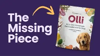 The Easiest Way to Balance Homemade Dog Food | Introducing Olli