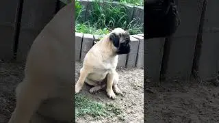 A little bigger but otherwise, the same! 😂 #pugsofyoutube #pugs #dogsofyoutube #dogs #puppy