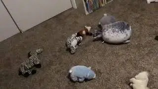 Ultimate intelligence battle part 3# EVRY ANIMAL IS WEIRD