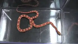 Corn Snake feeding