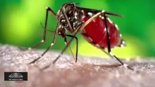 WHO : Malaria In India Costs More Than Dengue