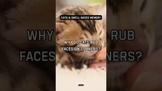 Why do cats rub faces on corners?