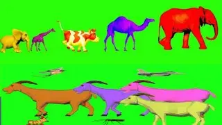Black And White Cow Green Screen .Cow Green Screen video .Cow Green Screen No Copyright