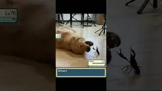 Pokemon DOG wants to battle a CRAWFISH! - EeveeSite #pokemon #pokemonmeme #pokemonbattle #irlpokemon