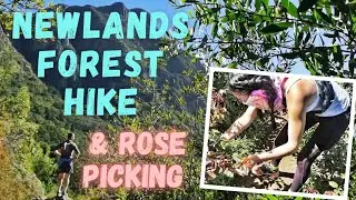 AMAZING Newlands Forest Hike & Rose Picking at Ludwig's Roses | Things to do in Capetown