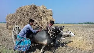 Cow Cart || Buffalo Cart || Village Paddy Transport By Cattle Cart || Village Agriculture system