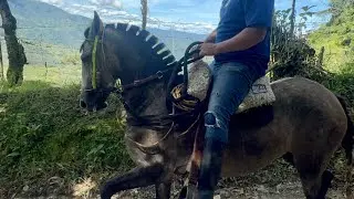 Cómo cortar el pelo de un caballo 🐴