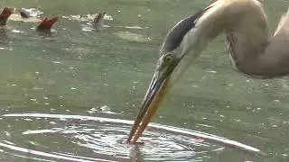 Strange Heron Behavior