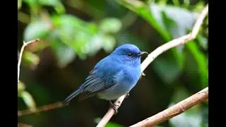 animal mega the most populer bird - top 10 most popular talking pet birds | talking parrots