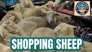 A Store in Baaavaria Overrun With Dozens of Sheep, At the Movies With Tim SIka 1/9/26