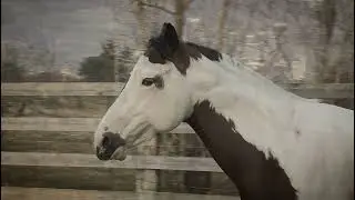 Paint Horse stallion | OTTOVOLANTE R