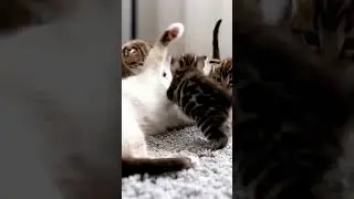 small cats #kitten #cats #viralvideos #shorts #viralshorts