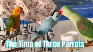 My three parrots are getting used to living together.#birds #alexandrine #sunconure #ringneckparrot
