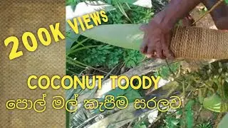Toddy tapping (Coconut Toddy) - 01