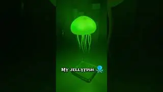 Jellyfish Lamp is so beautiful🪼🥹 #jellyfishlamp #foryoupage #jellyfish #lamp