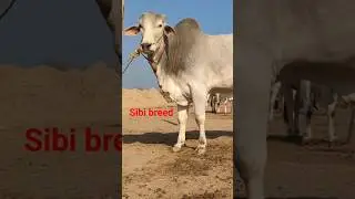 sibi breed Balochistan | cattle 🐂#cattle #shorts
