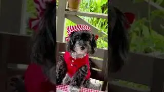 Heavy Petting Episode 1: Gossip Hound.