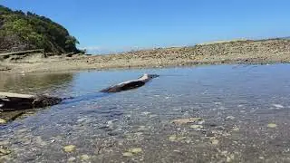 Titirangi Beach ⛱️ 😎 😍 Auckland New Zealand 🇳🇿 😍