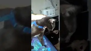 Funny cats and serious cats, cats that purr and cats that stare(1)